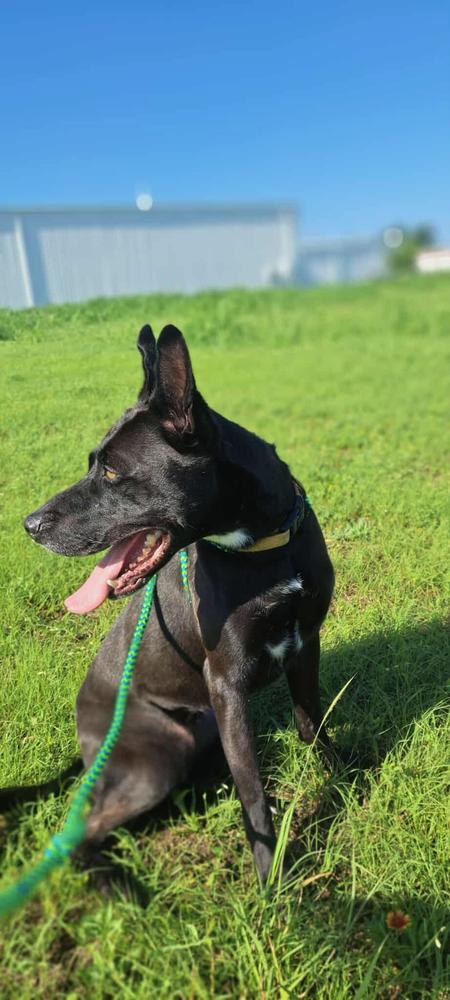 Enlarge Brie, a Adoptable mixed breed in TULSA, OK image 1/6