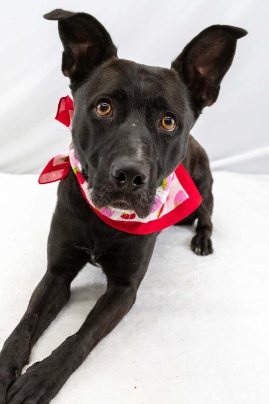 Enlarge Brie, a Adoptable mixed breed in TULSA, OK image 3/6