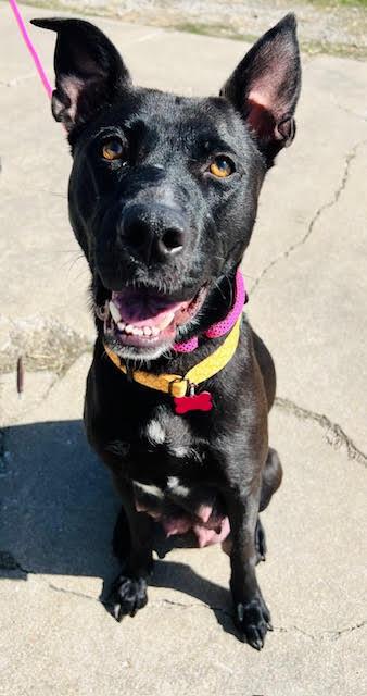 Enlarge Brie, a Adoptable mixed breed in TULSA, OK image 4/6