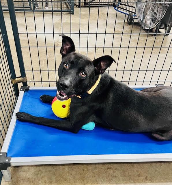 Enlarge Brie, a Adoptable mixed breed in TULSA, OK image 5/6