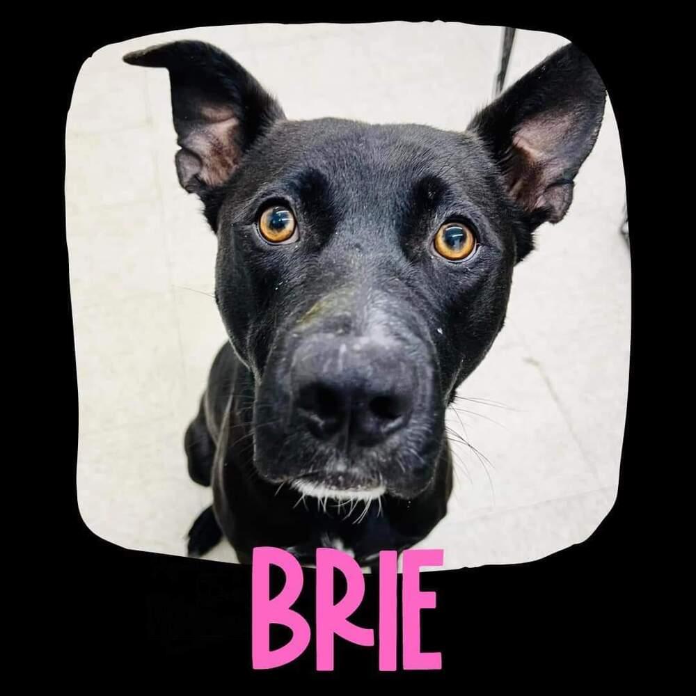 Enlarge Brie, a Adoptable mixed breed in TULSA, OK image 6/6