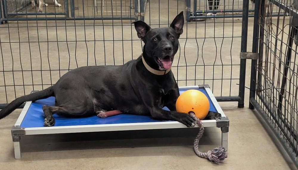 Enlarge Brie, a Adoptable mixed breed in TULSA, OK image 5/5