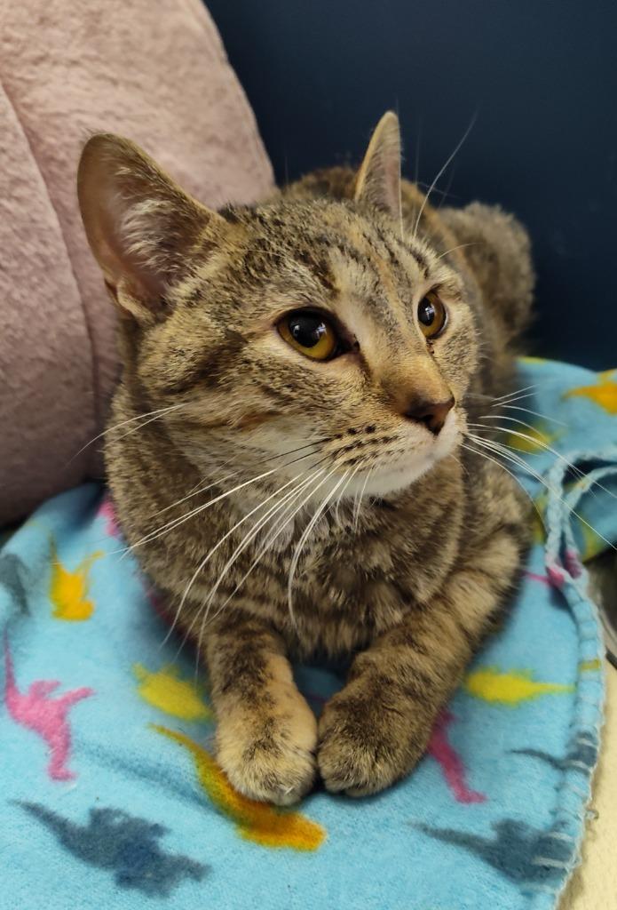 Enlarge Angel, a Adoptable mixed breed in Grand Forks, ND image 1/1