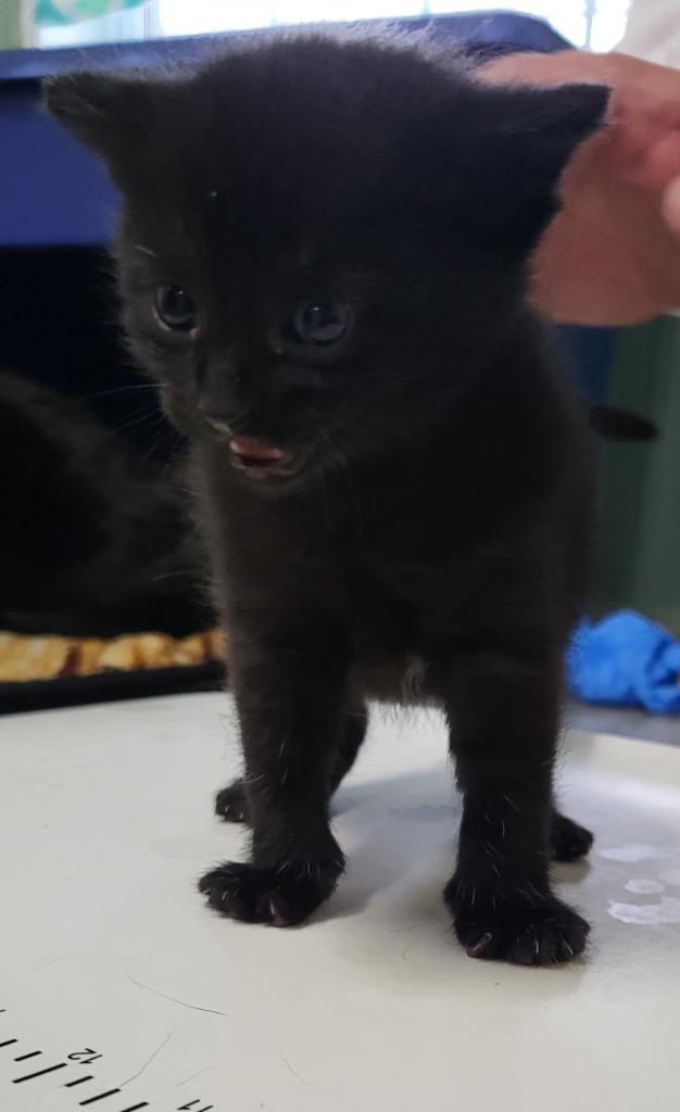 Enlarge Velvet, a Adoptable mixed breed in Medford, WI image 1/1