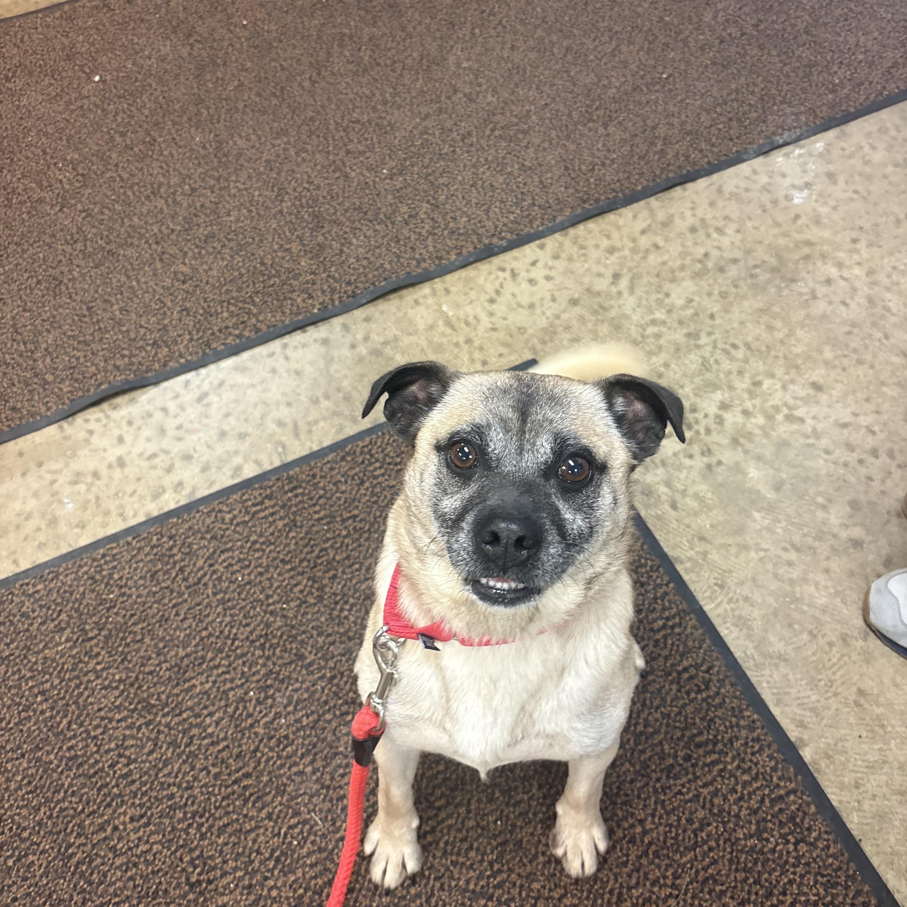 Buster, an adopted mixed breed in Indiana, PA image 2/2