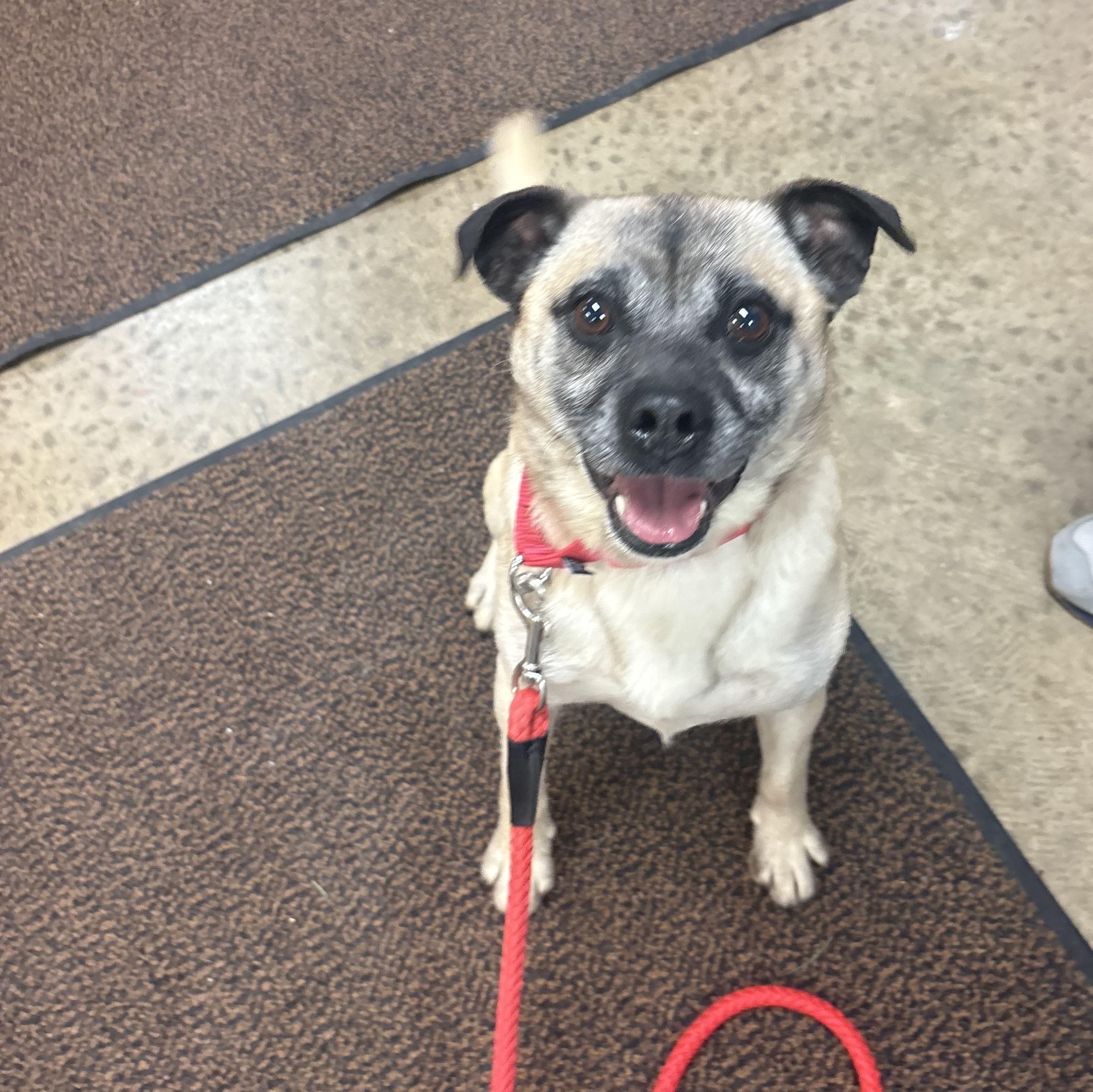 Buster, adopted, Adult Male Pug.