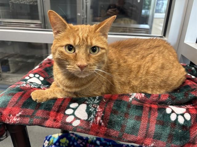 Enlarge GIMLI, a Adoptable Domestic Short Hair in Kalamazoo, MI image 1/1