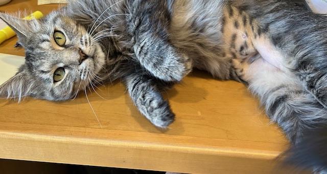 Georgie Girl thumbnail 3