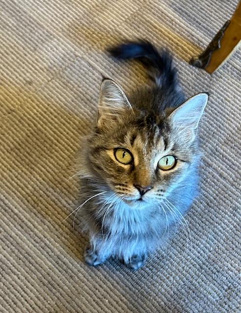 Georgie Girl photo 1