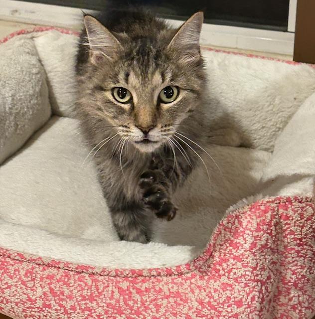 Georgie Girl thumbnail 2