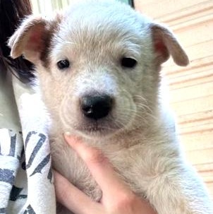 Available Saturday, July 20 at offsite event, an adopted Australian Cattle Dog / Blue Heeler in Briarcliff Manor, NY_image-1