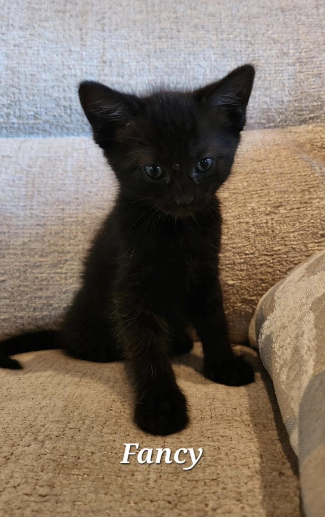 Fancy, Adoptable, Kitten Female Domestic Short Hair.