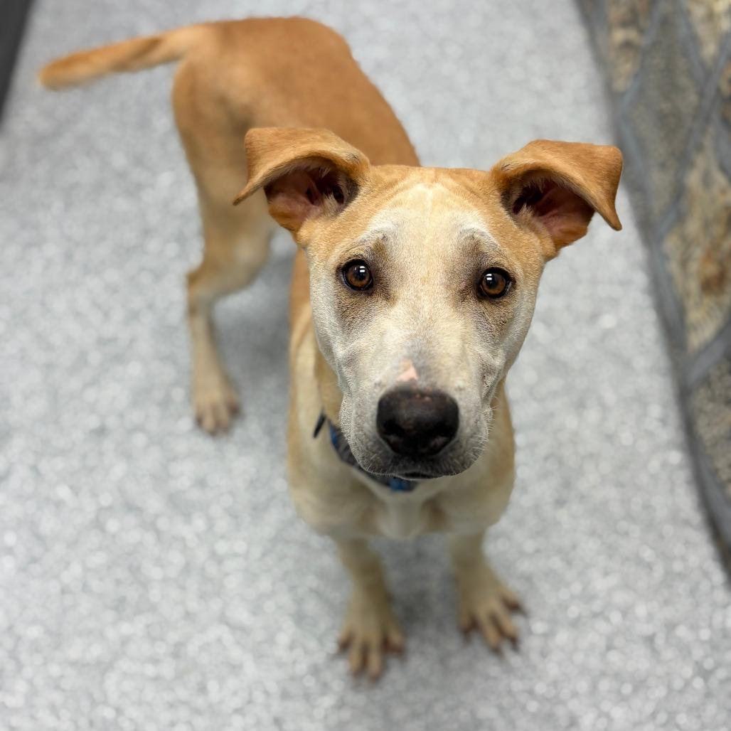 Enlarge Nico, an adopted mixed breed in Monticello, IA image 3/6