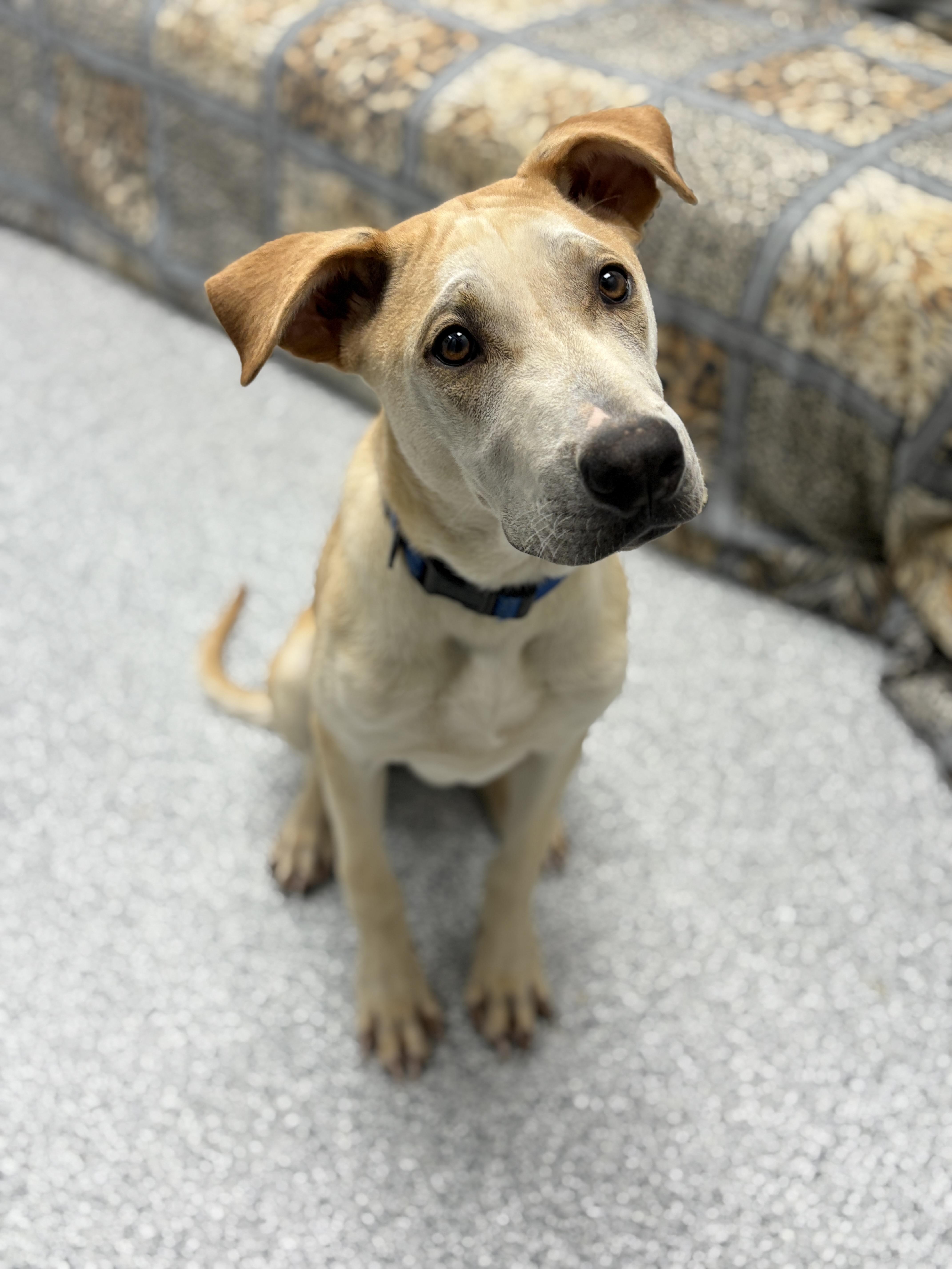 Enlarge Nico, an adopted mixed breed in Monticello, IA image 4/6
