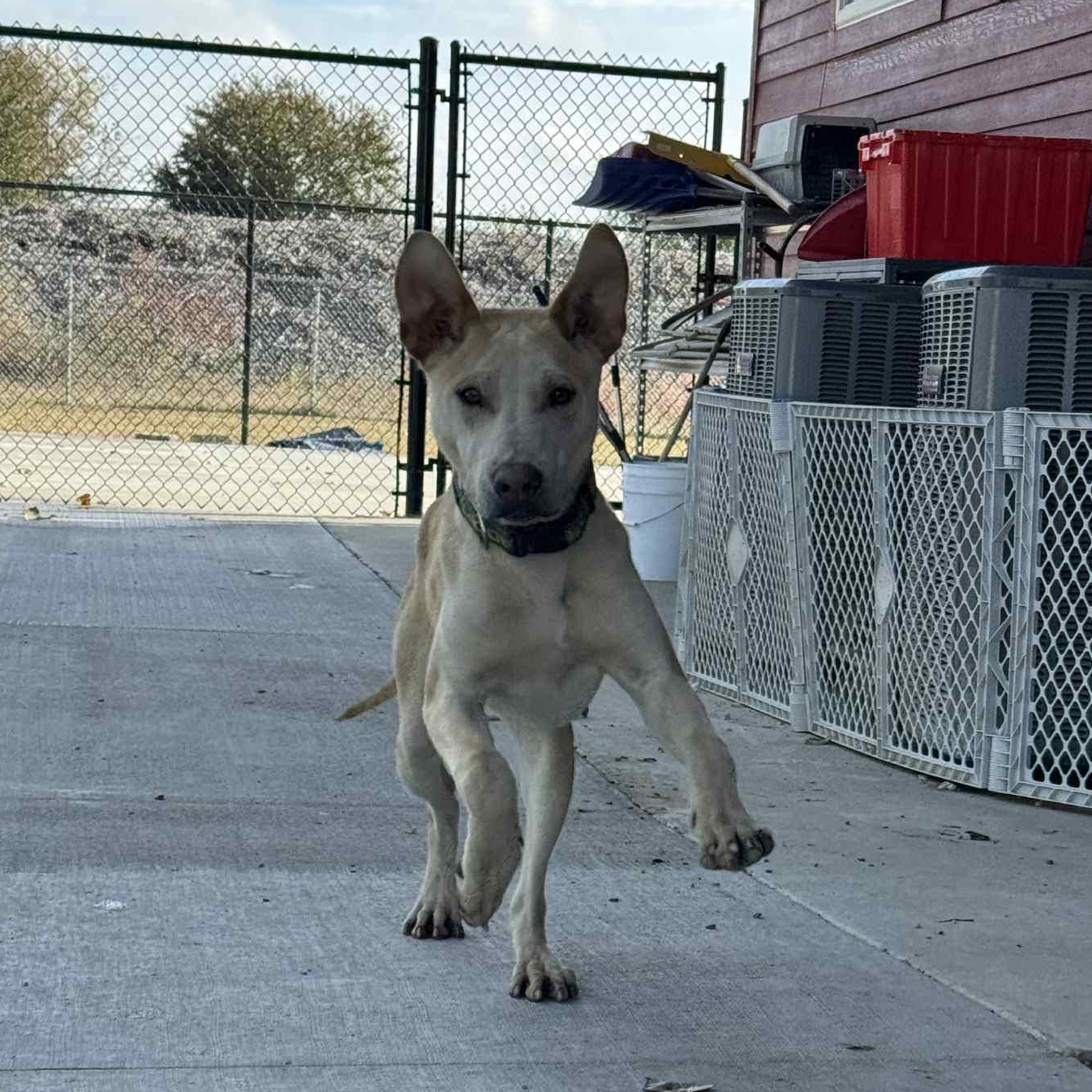 Enlarge Nico, an adopted mixed breed in Monticello, IA image 6/6