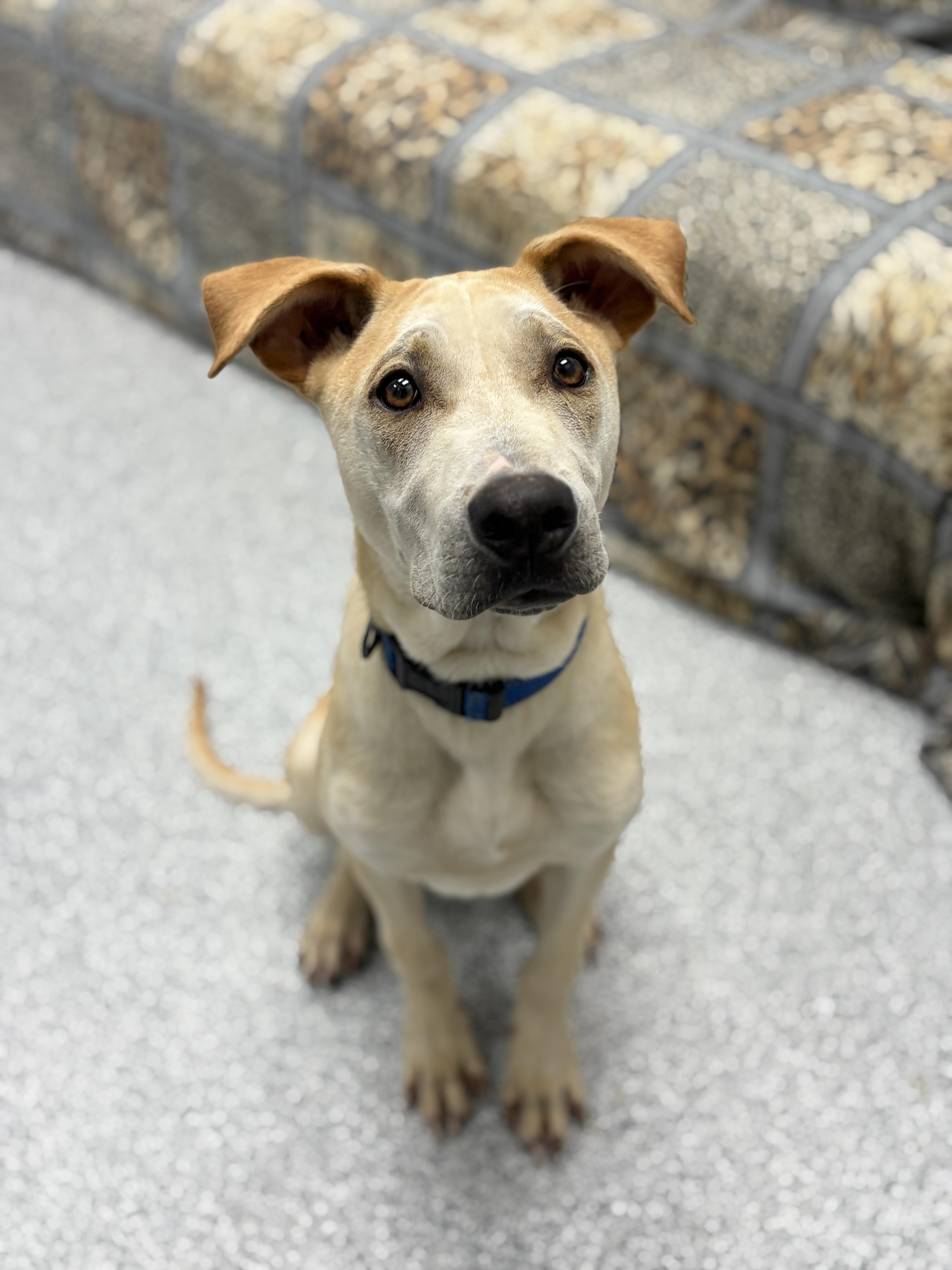 Enlarge Nico, an adopted mixed breed in Monticello, IA image 2/6