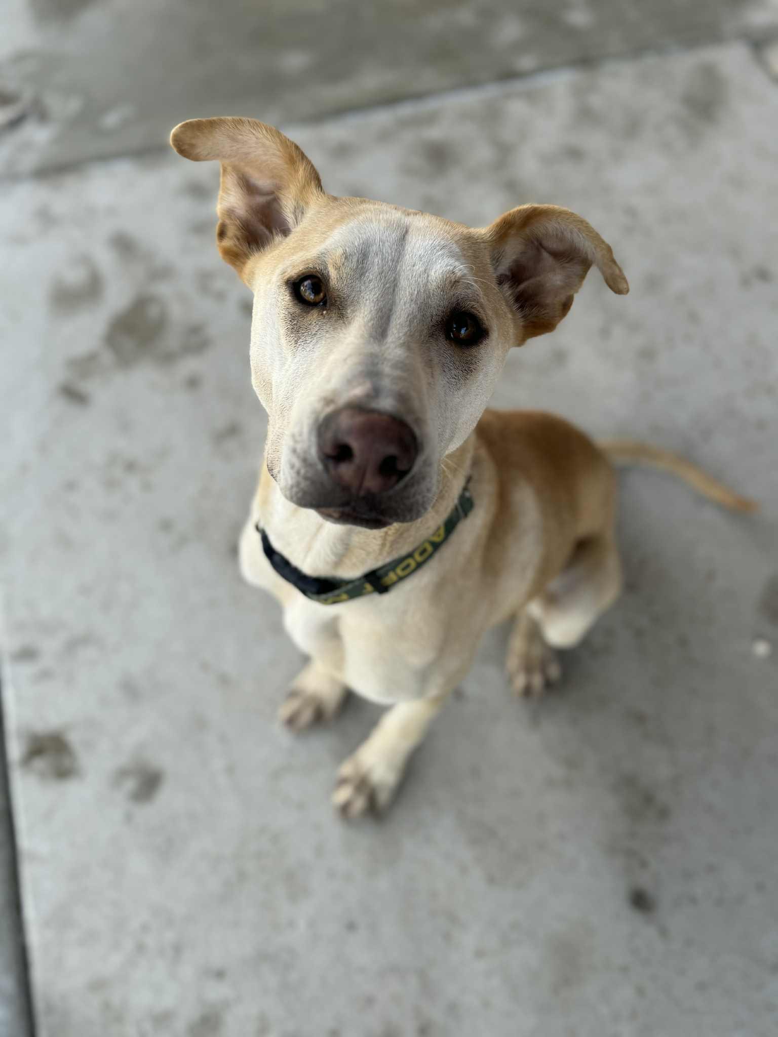 Enlarge Nico, an adopted mixed breed in Monticello, IA image 1/6