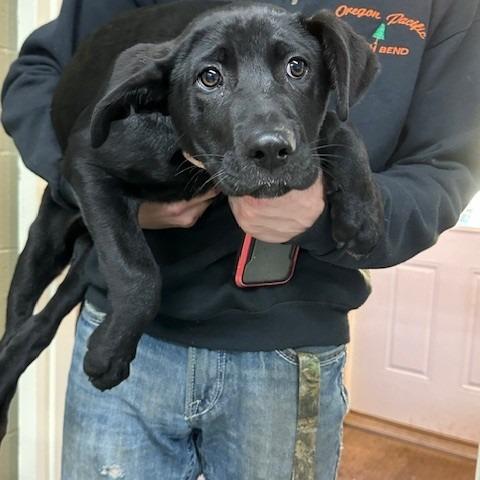 Enlarge Hank, a Adoptable mixed breed in Coos Bay, OR image 1/1