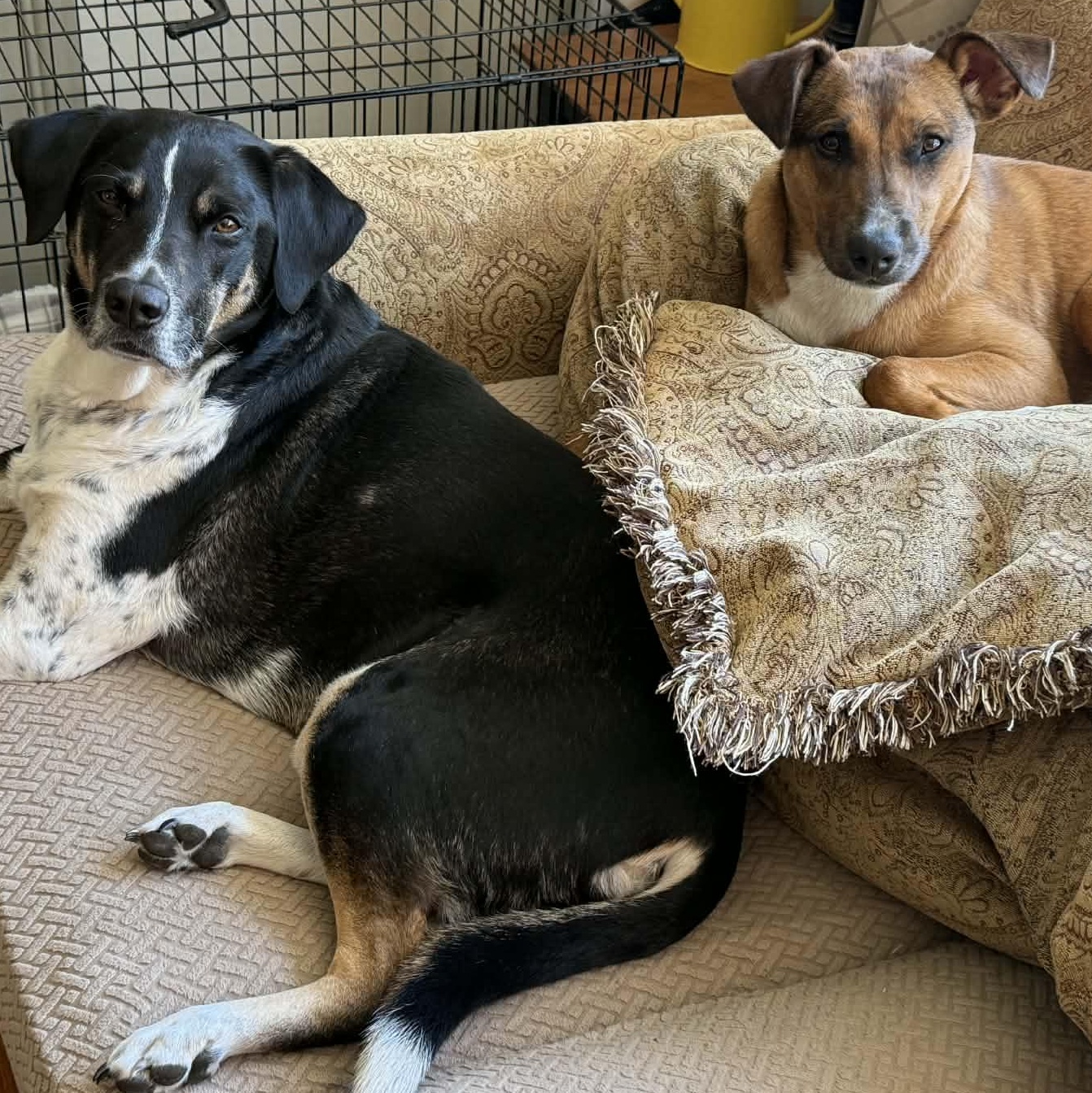 Enlarge Hutch, a Adoptable mixed breed in Andover, CT image 3/6