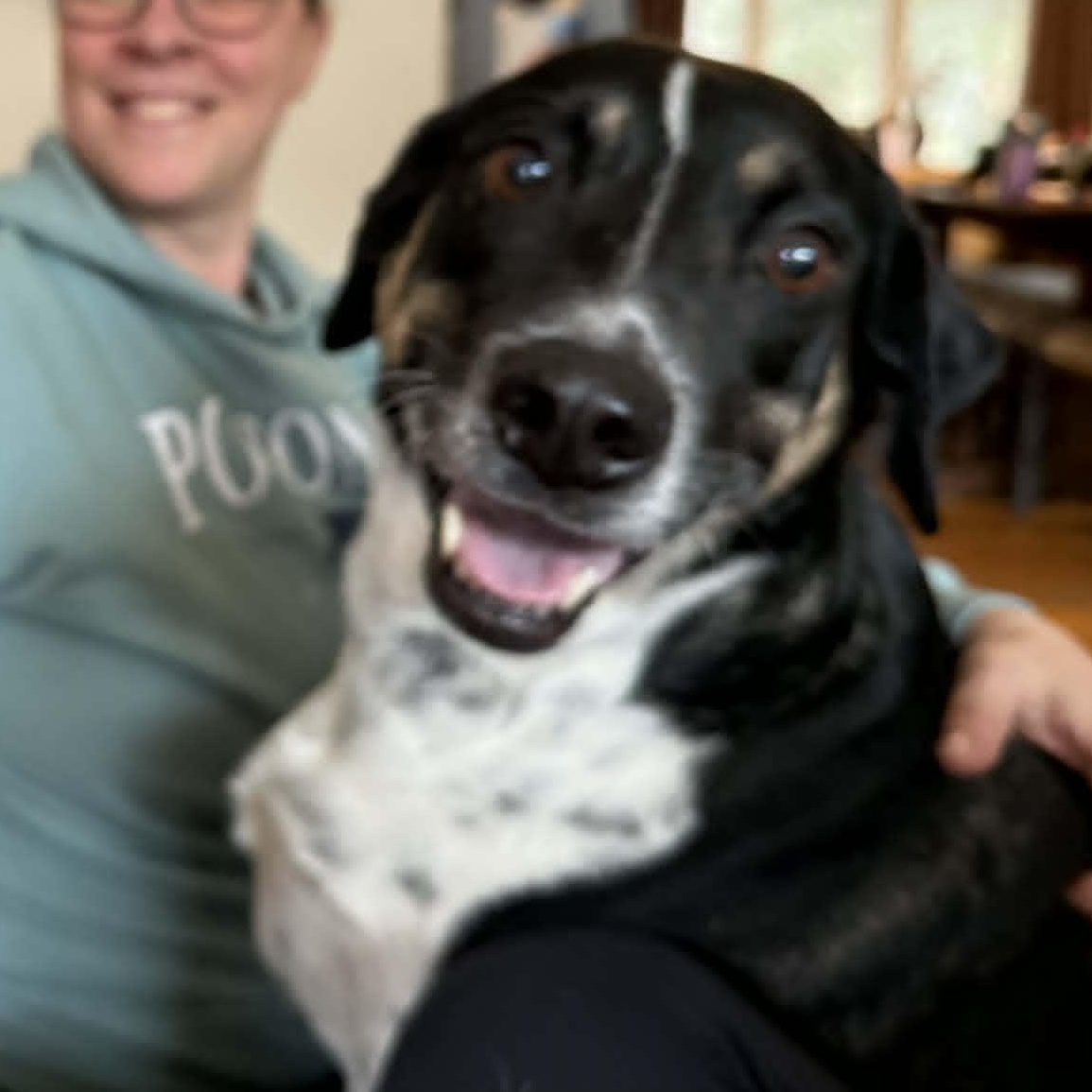 Enlarge Hutch, a Adoptable mixed breed in Andover, CT image 2/6