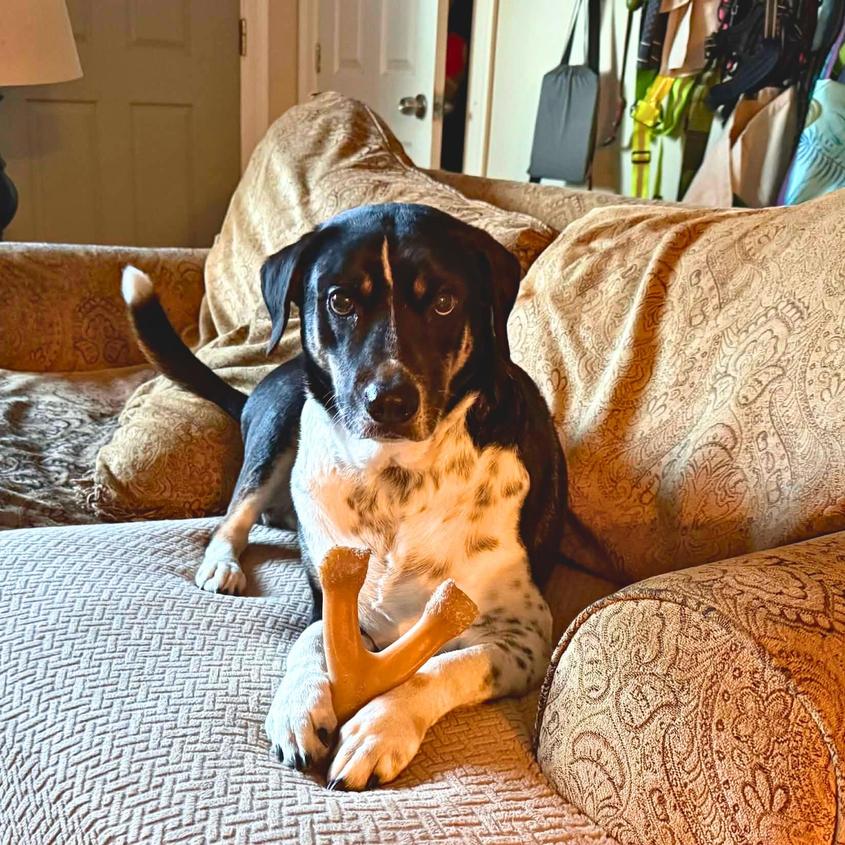 Enlarge Hutch, a Adoptable mixed breed in Andover, CT image 5/6