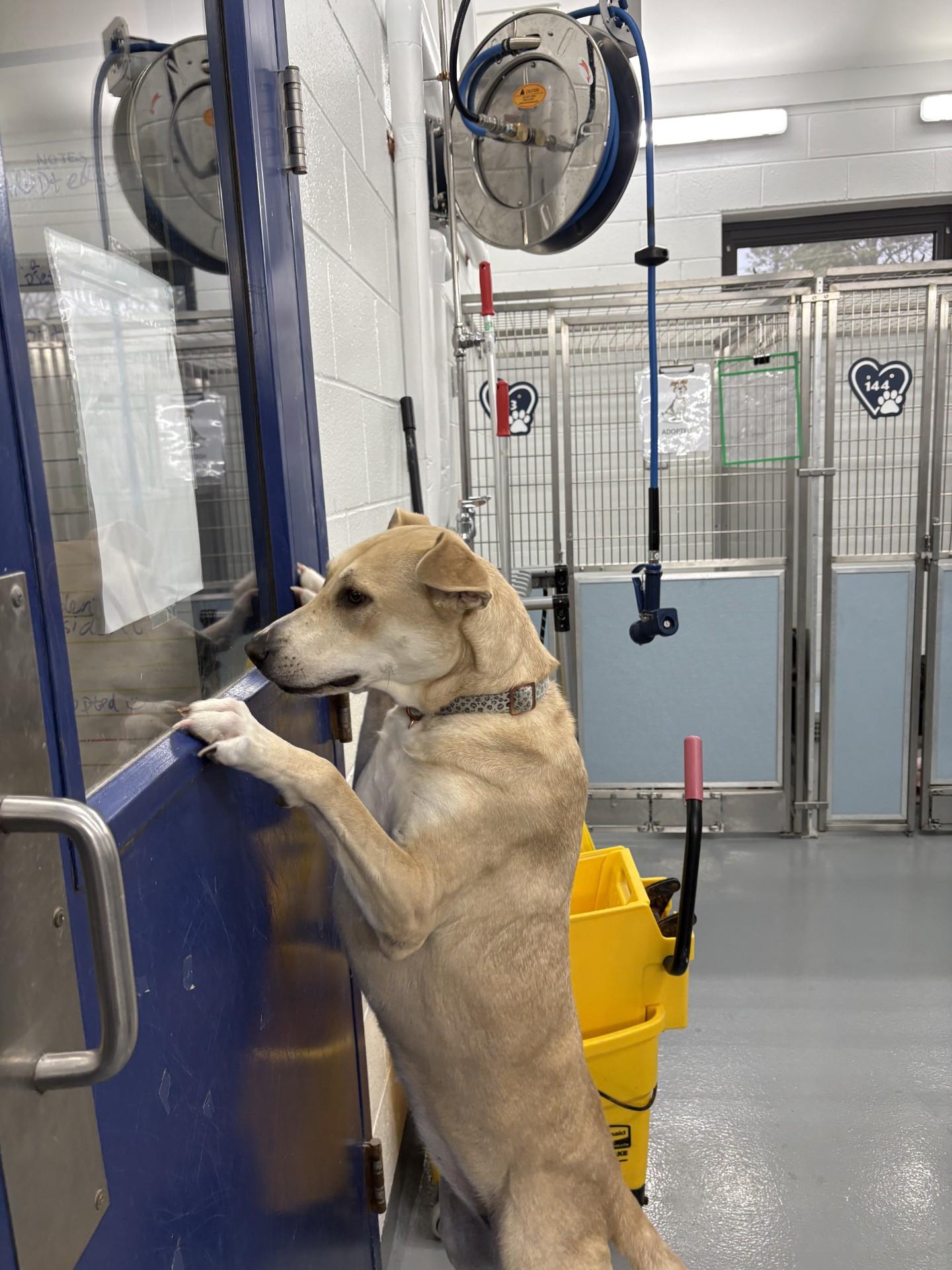 Enlarge Libby, a ADOPTABLE mixed breed in Ashland, VA image 3/4