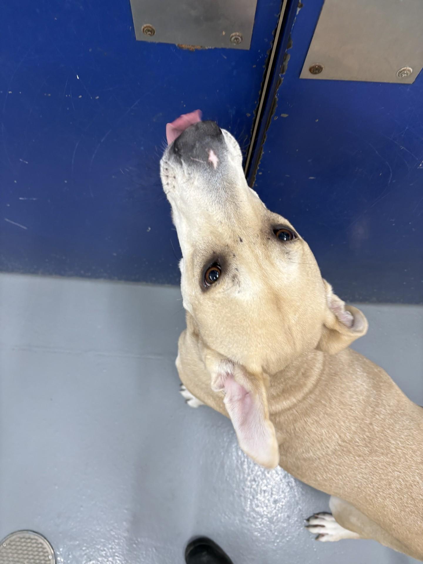 Enlarge Libby, a ADOPTABLE mixed breed in Ashland, VA image 1/4