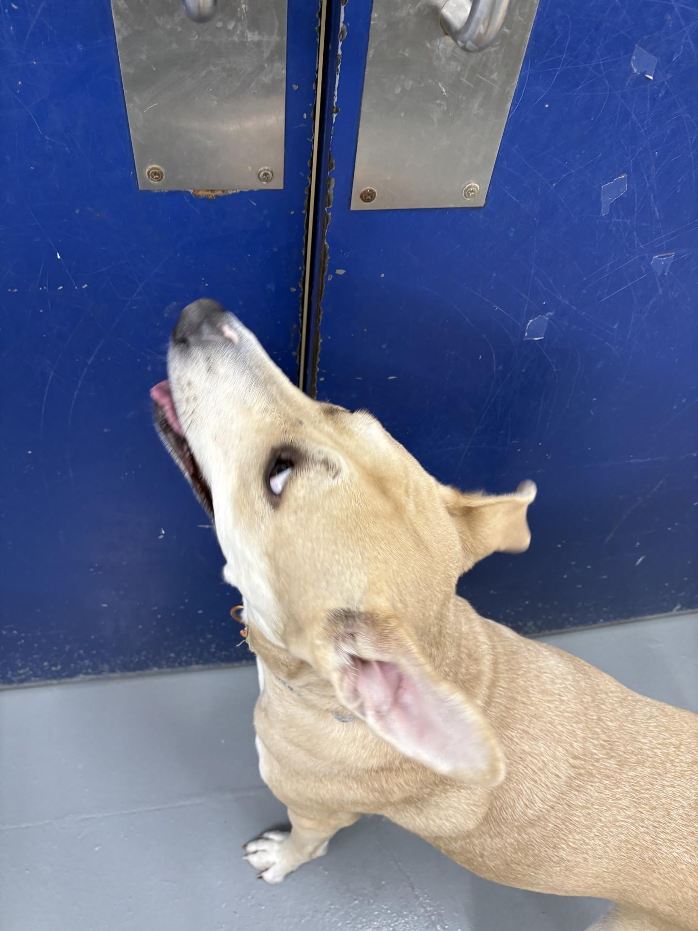 Enlarge Libby, a ADOPTABLE mixed breed in Ashland, VA image 4/4