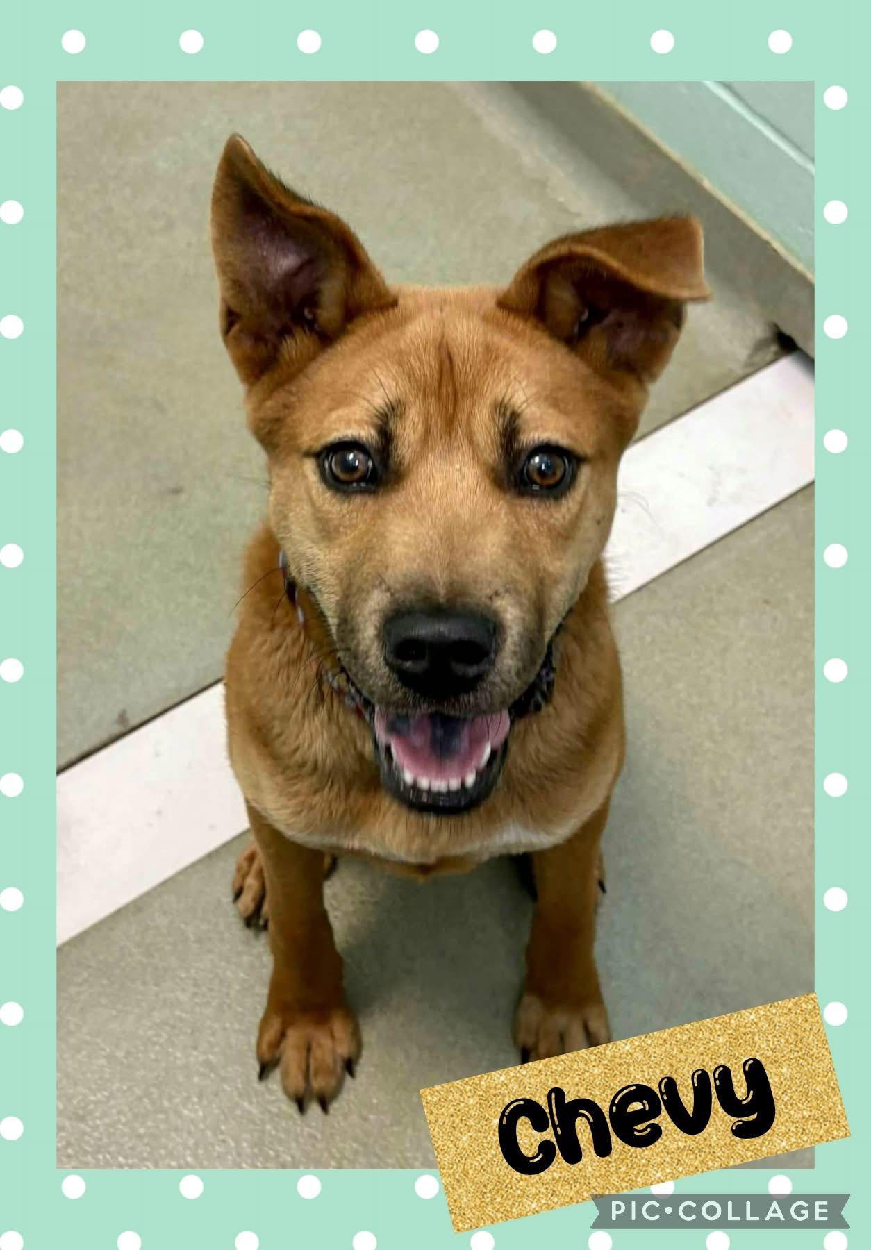 Chevy, an adoptable Chow Chow in Iron River, MI, 49935 | Photo Image 1