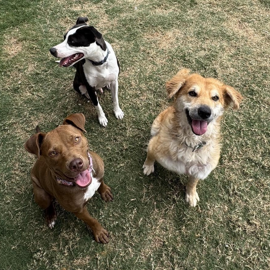 Enlarge Oliver, a Adoptable mixed breed in Blaine, WA image 2/6