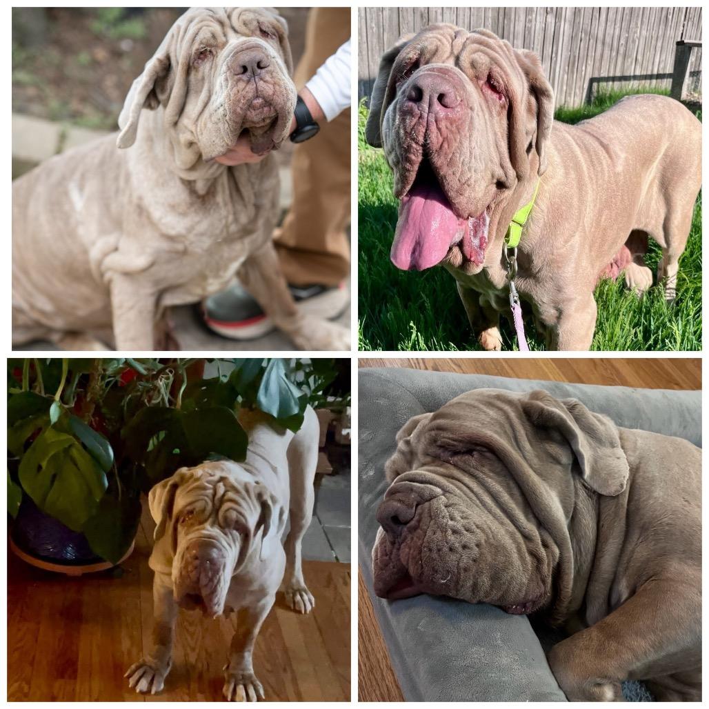 Enlarge Lylah, a ADOPTABLE Neapolitan Mastiff in Zionsville, IN image 1/1