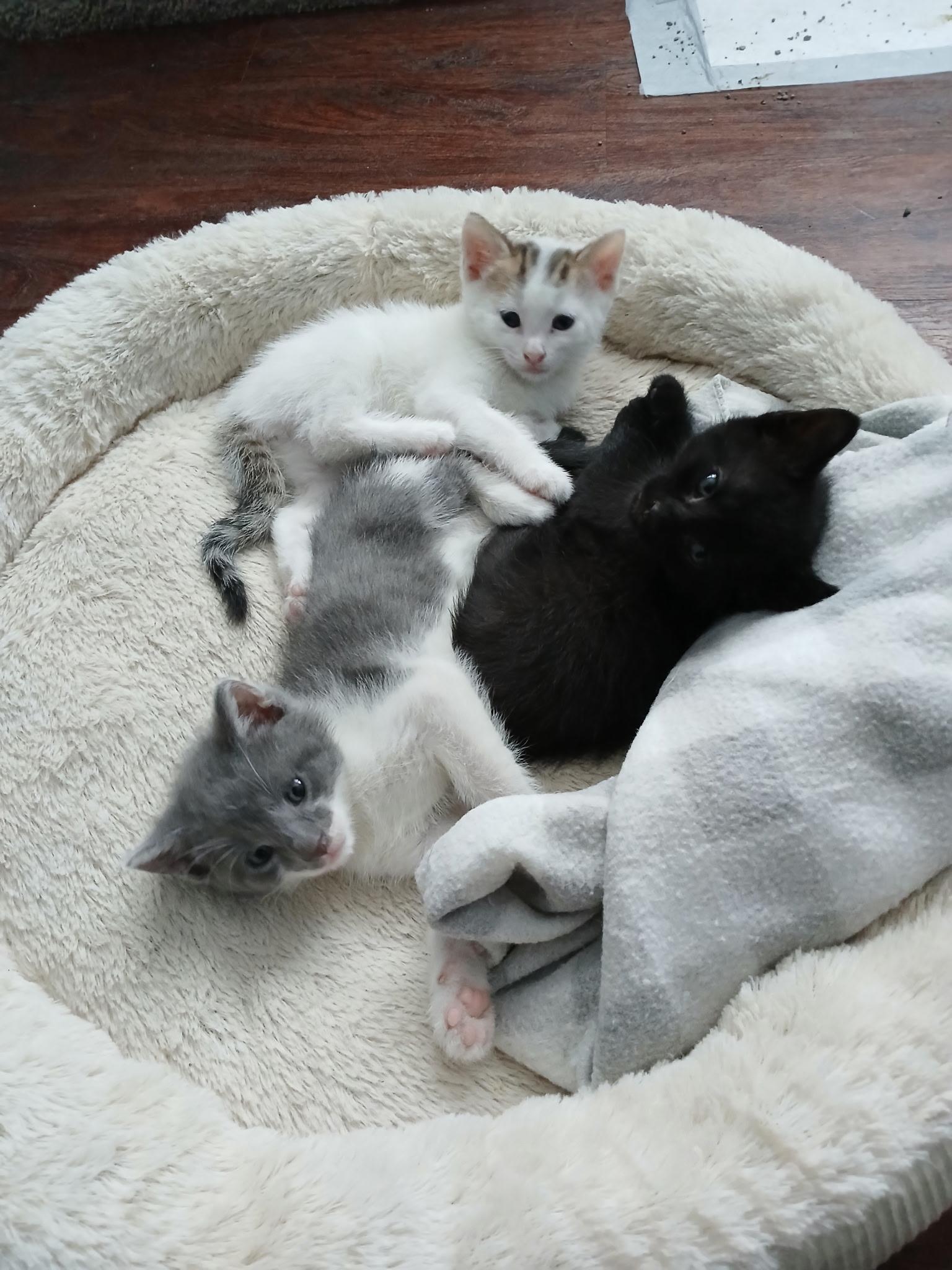 Enlarge Thistle, a Adopted Domestic Short Hair in Norwalk, OH image 1/6