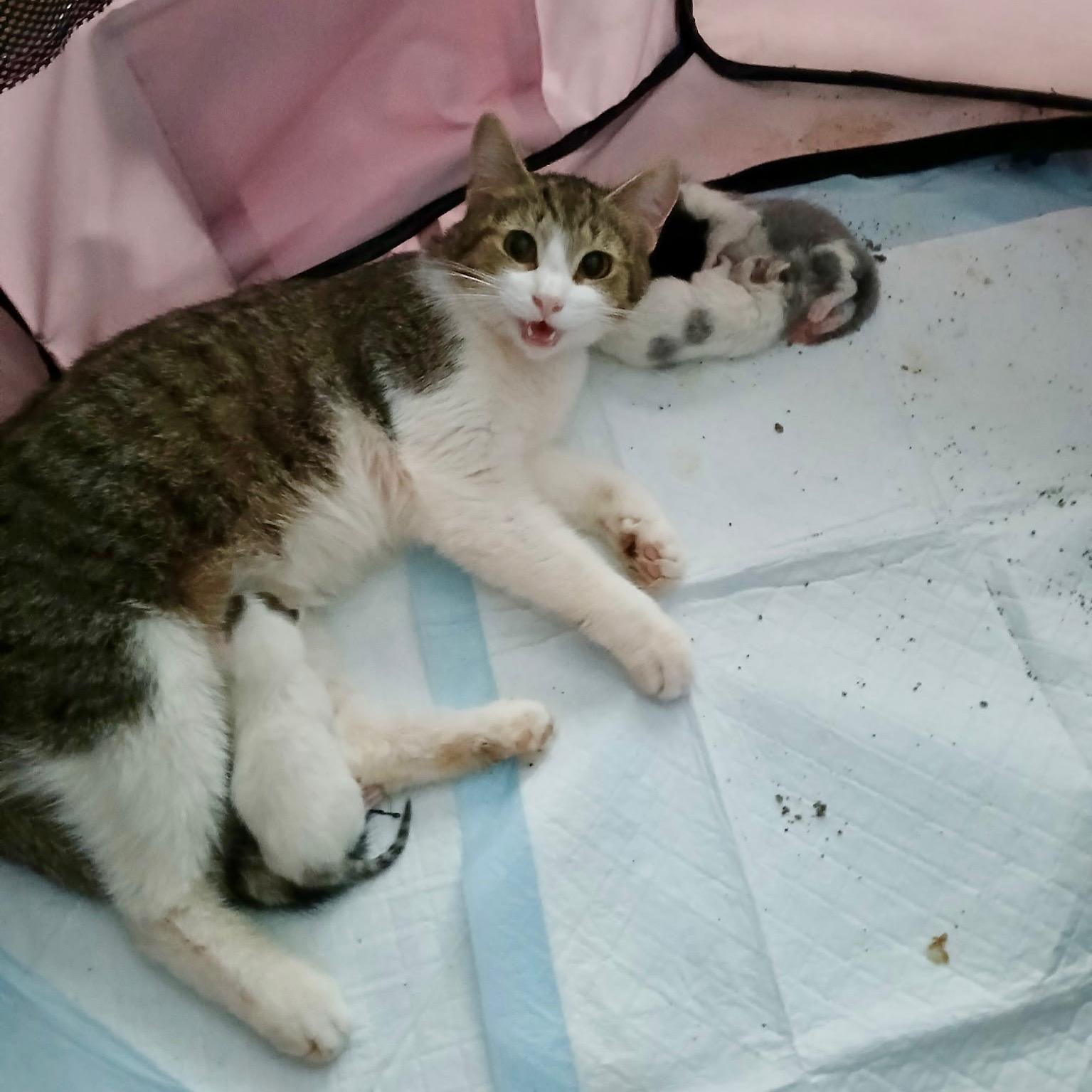 Enlarge Thistle, a Adopted Domestic Short Hair in Norwalk, OH image 2/6