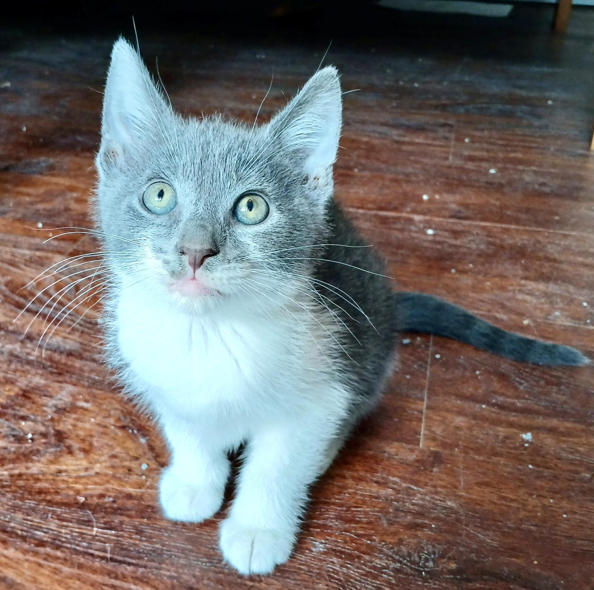 Enlarge Thistle, a Adopted Domestic Short Hair in Norwalk, OH image 4/6