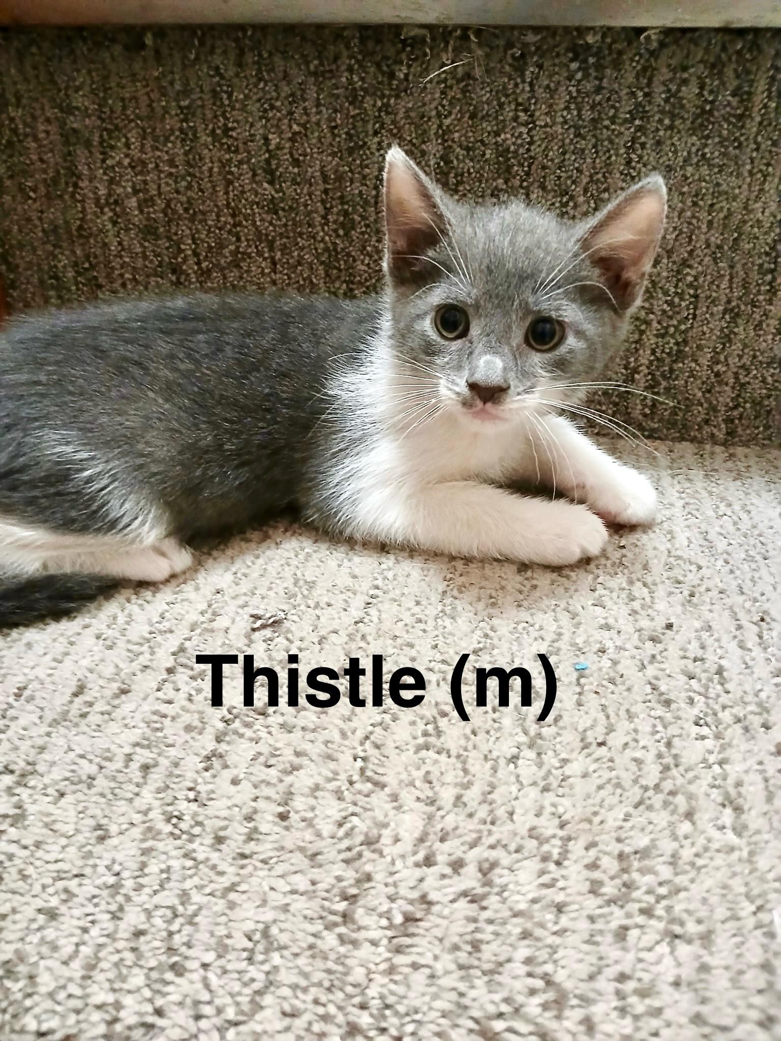 Enlarge Thistle, a Adopted Domestic Short Hair in Norwalk, OH image 5/6