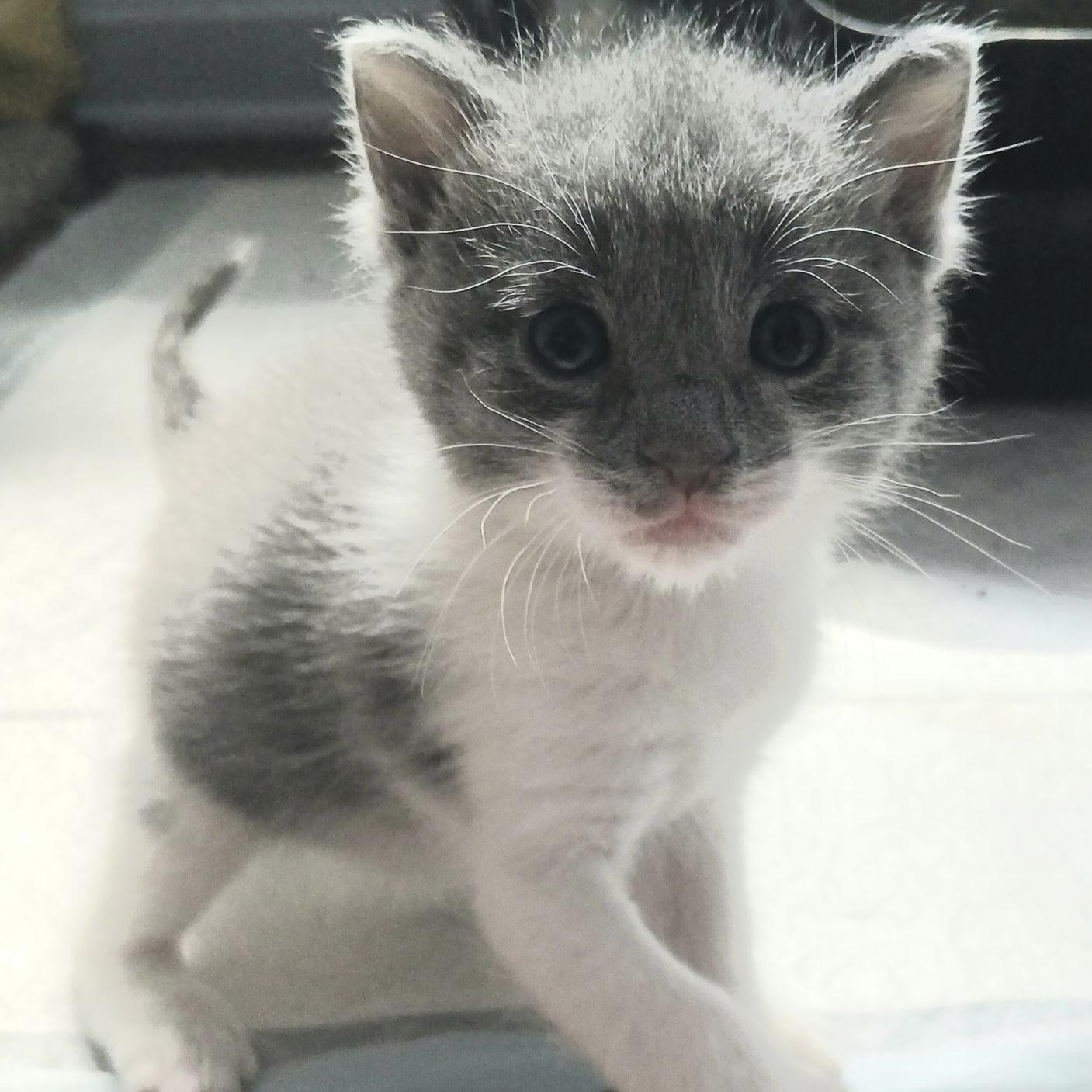 Enlarge Thistle, a Adopted Domestic Short Hair in Norwalk, OH image 6/6