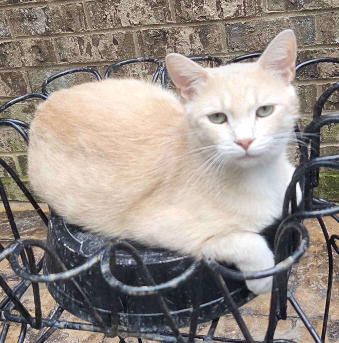 Cream Puff, Adult Male Domestic Short Hair