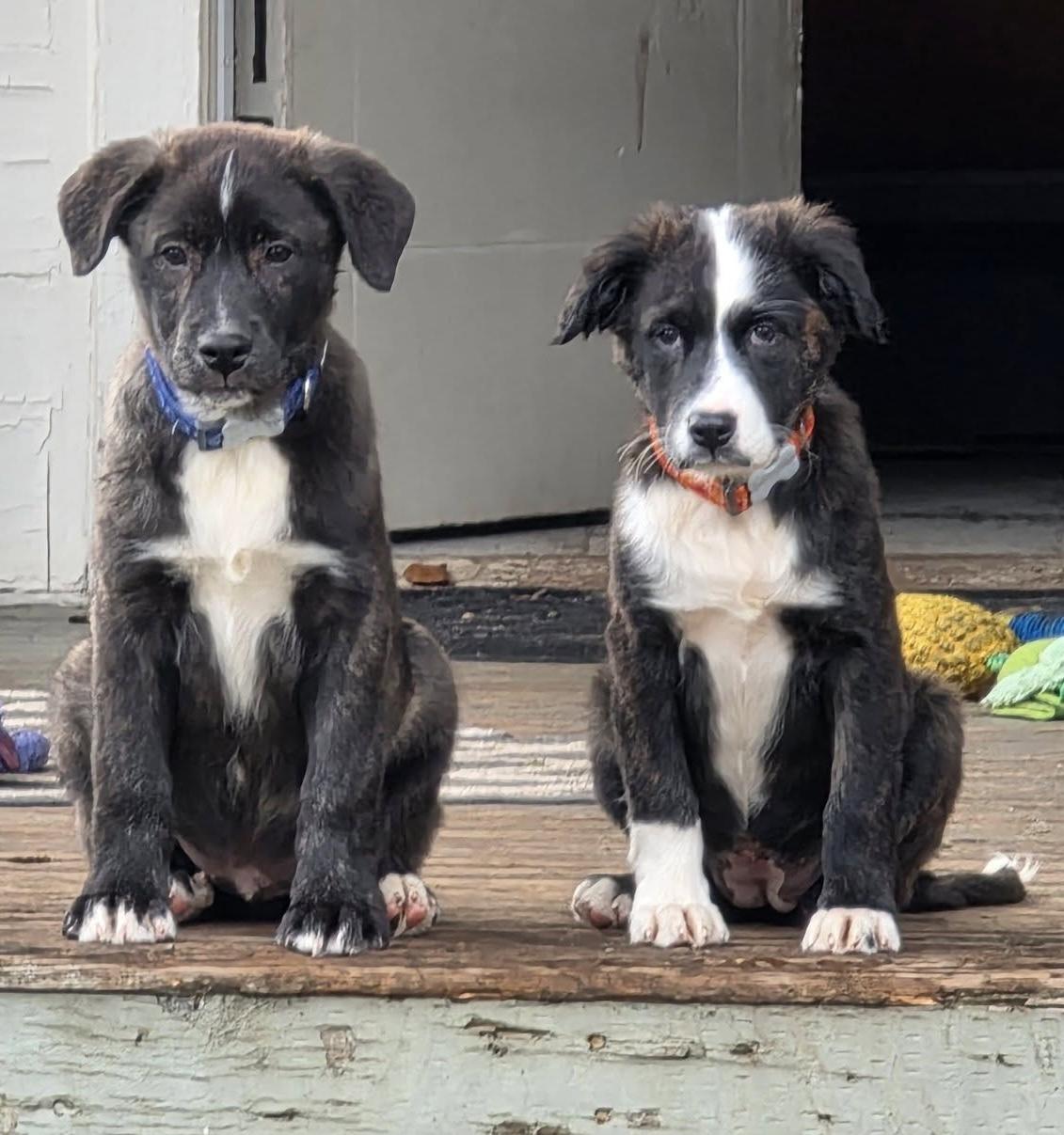 Thorne (Witchy litter), a Adoptable mixed breed in Silvana, WA image 1/6