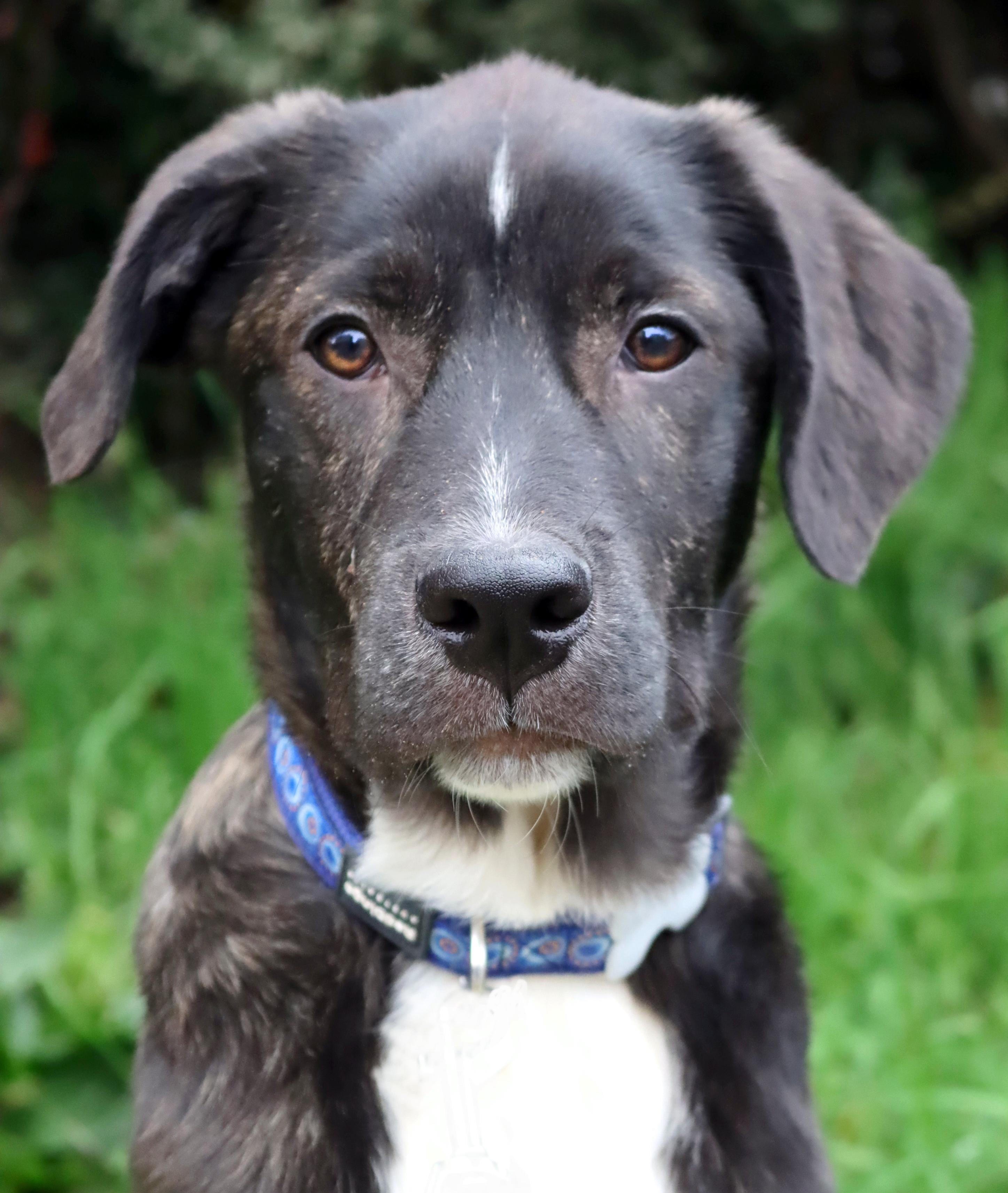 Thorne (Witchy litter), adoptable, Puppy Male Border Collie & American Staffordshire Terrier.