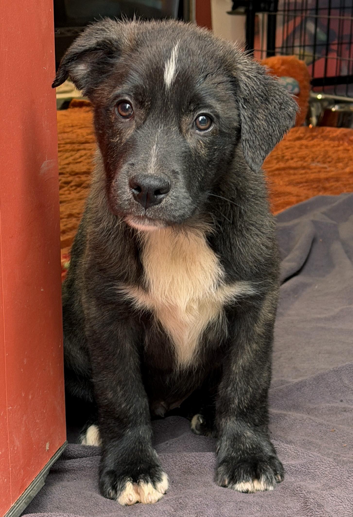 Thorne (Witchy litter), a Adoptable mixed breed in Silvana, WA image 3/6