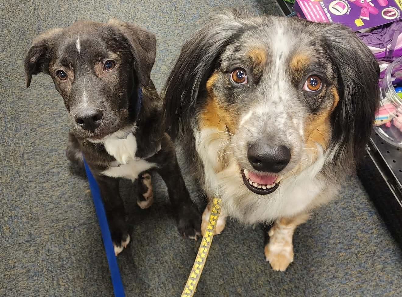 Enlarge Thorne (Witchy litter), an adoptable mixed breed in Silvana, WA image 2/6