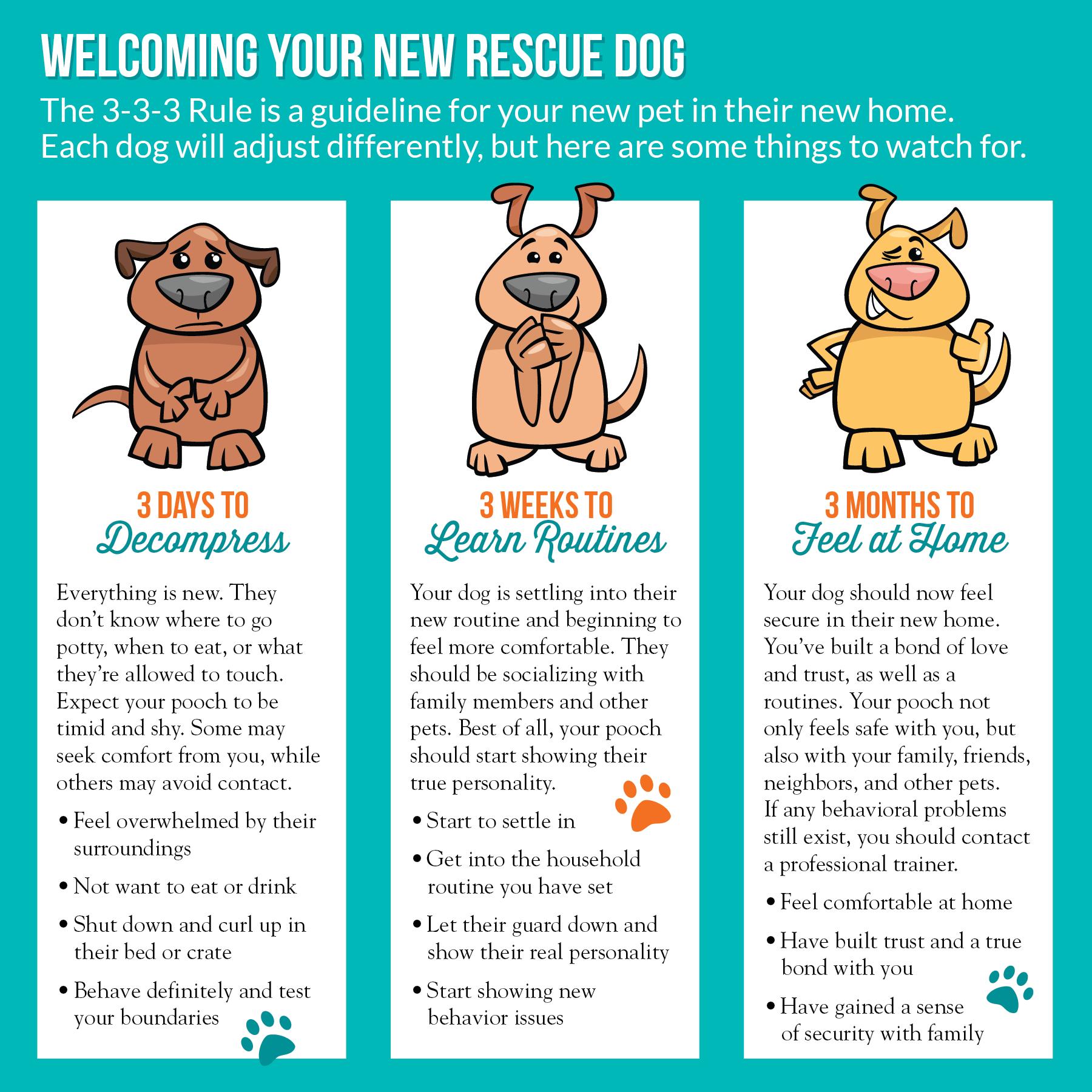 Thorne (Witchy litter), a Adoptable mixed breed in Silvana, WA image 5/6