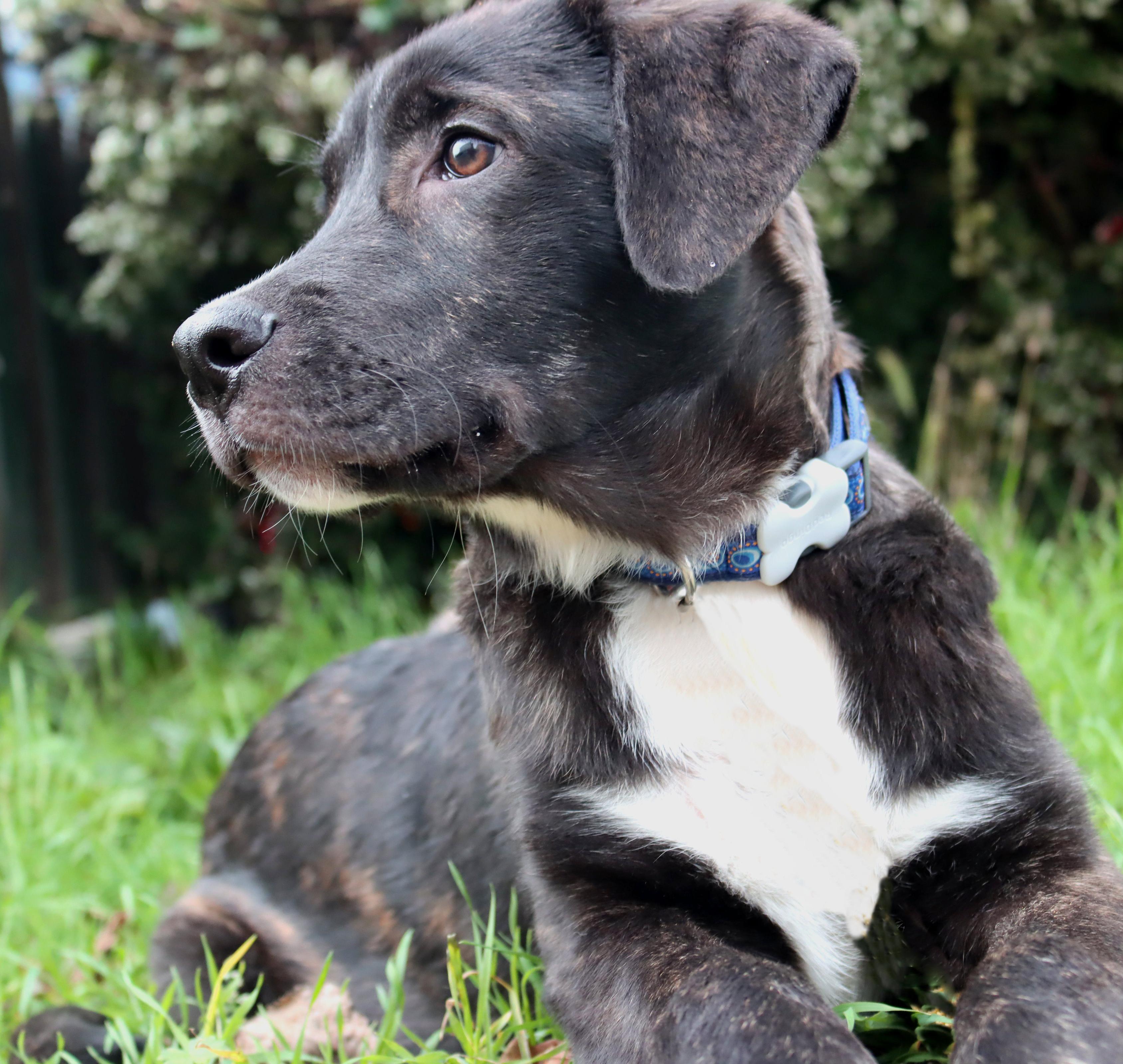 Enlarge Thorne (Witchy litter), an adoptable mixed breed in Silvana, WA image 3/6