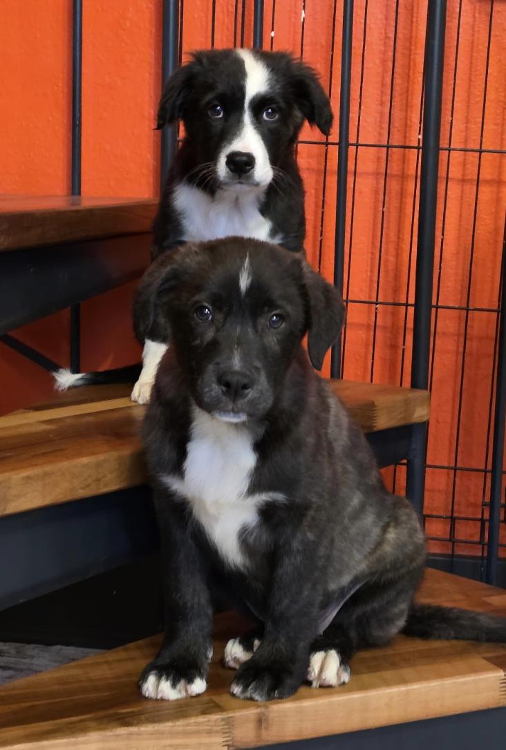 Thorne (Witchy litter), a Adoptable mixed breed in Silvana, WA image 4/6