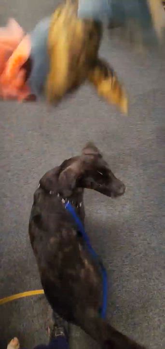 Enlarge Thorne (Witchy litter), an adoptable mixed breed in Silvana, WA video 6/6