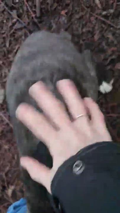 Enlarge Thorne (Witchy litter), a Adoptable mixed breed in Silvana, WA video 2/6