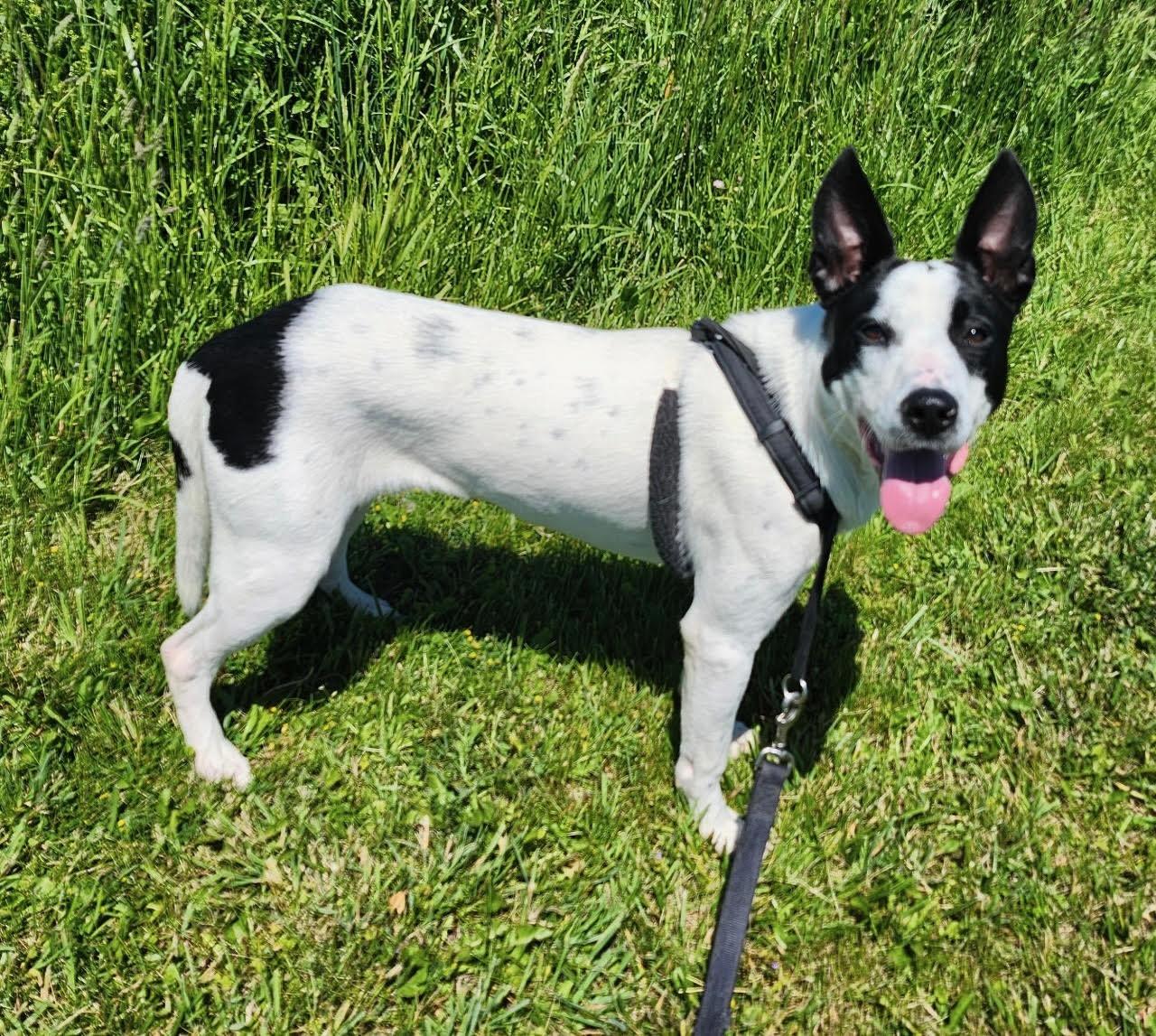 Blue, a ADOPTABLE mixed breed in Batavia, NY image 1/2