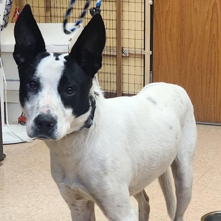 Blue, a ADOPTABLE mixed breed in Batavia, NY image 2/2