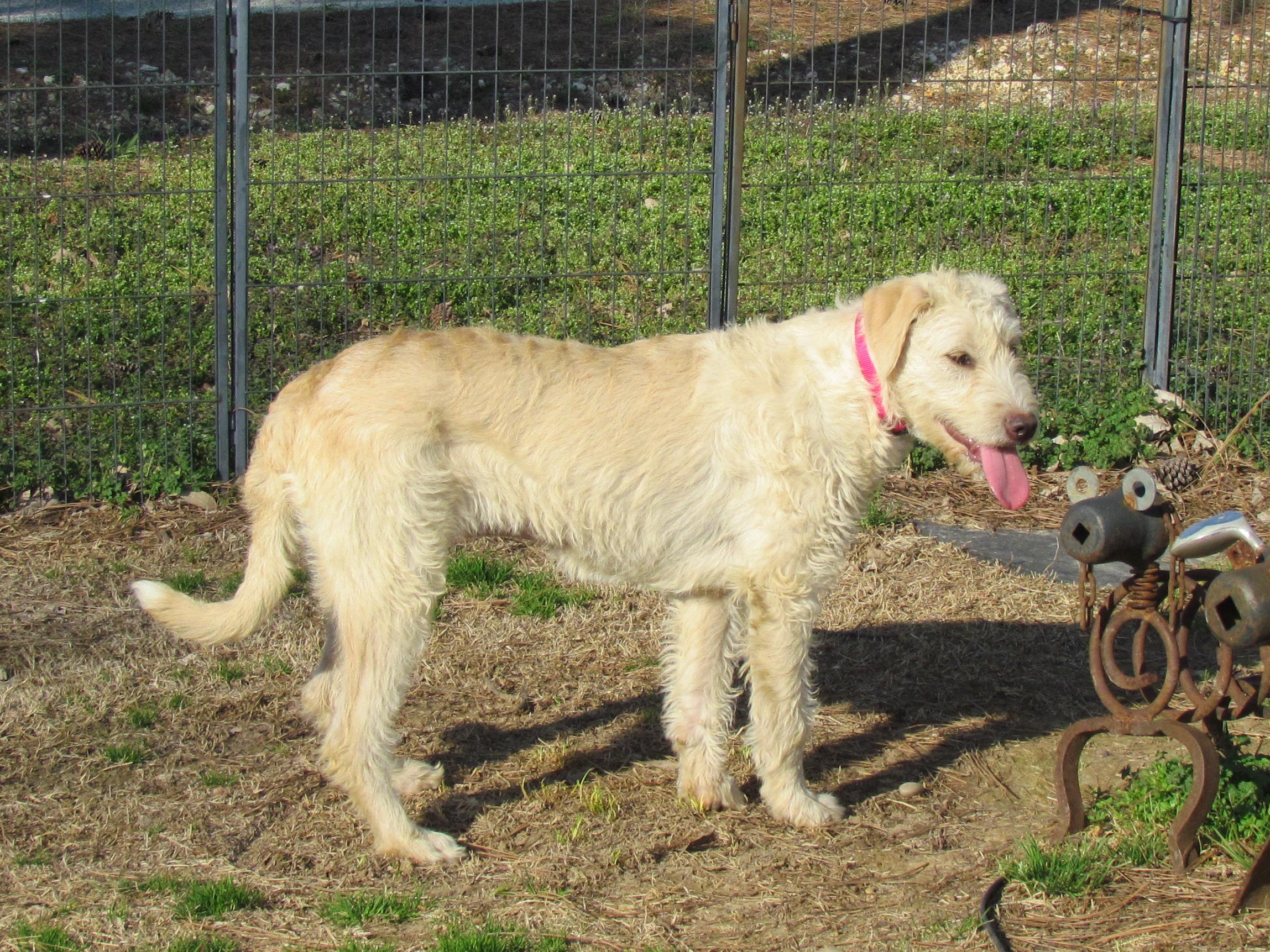Enlarge LACIE, an adopted mixed breed in Newburgh, NY image 6/6