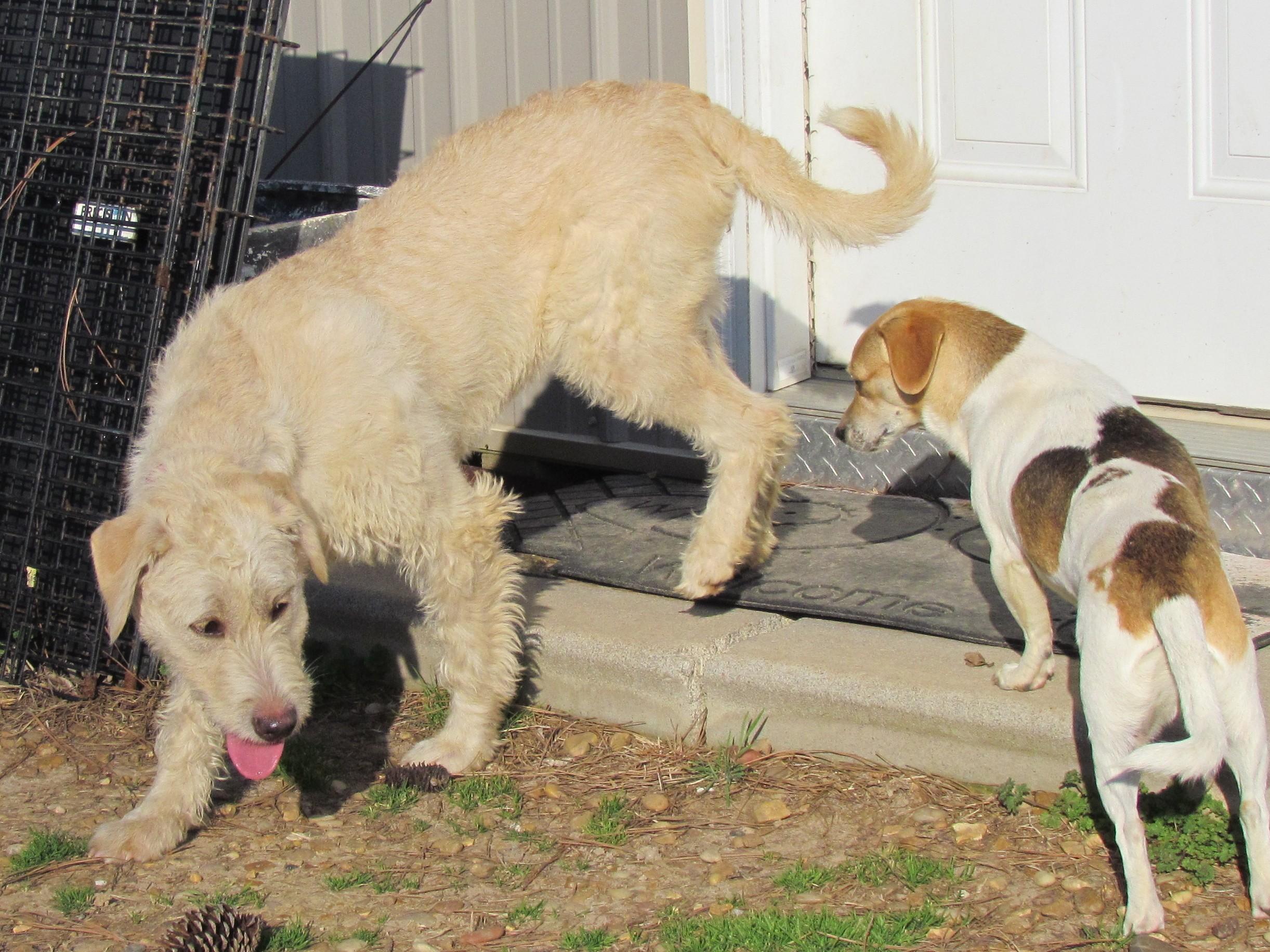 Enlarge LACIE, an adopted mixed breed in Newburgh, NY image 5/6